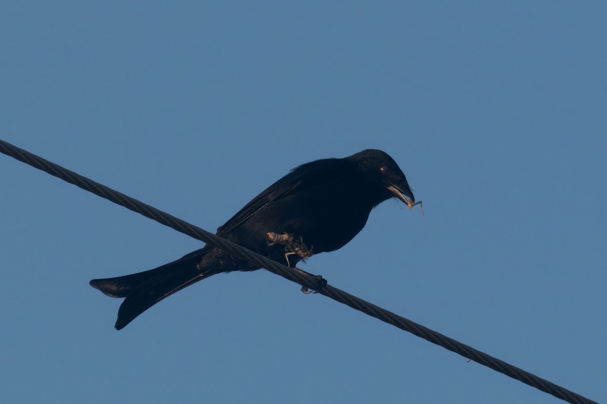 Fork-tailed Drongo - ML619499945
