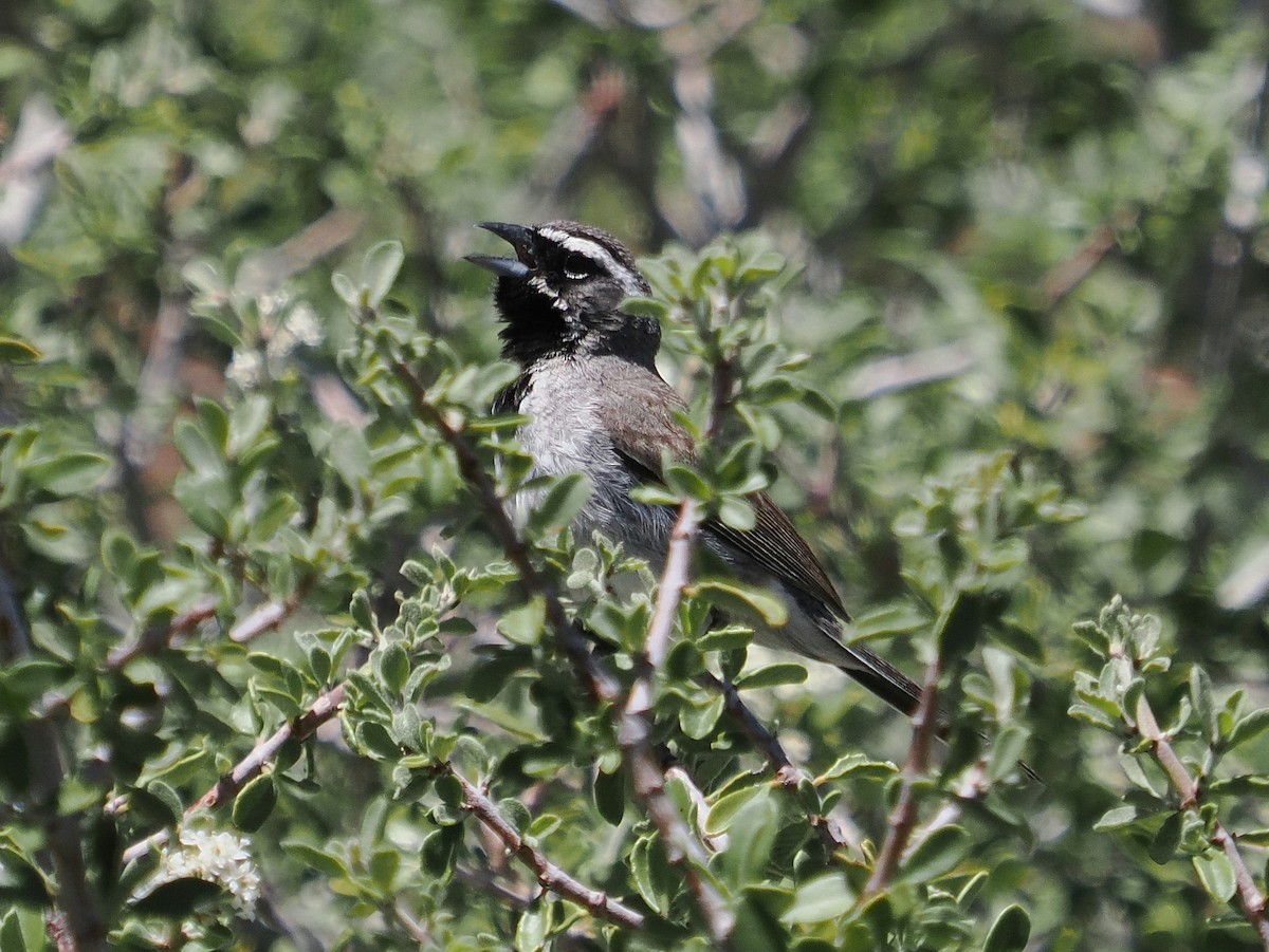 Black-throated Sparrow - ML619499955