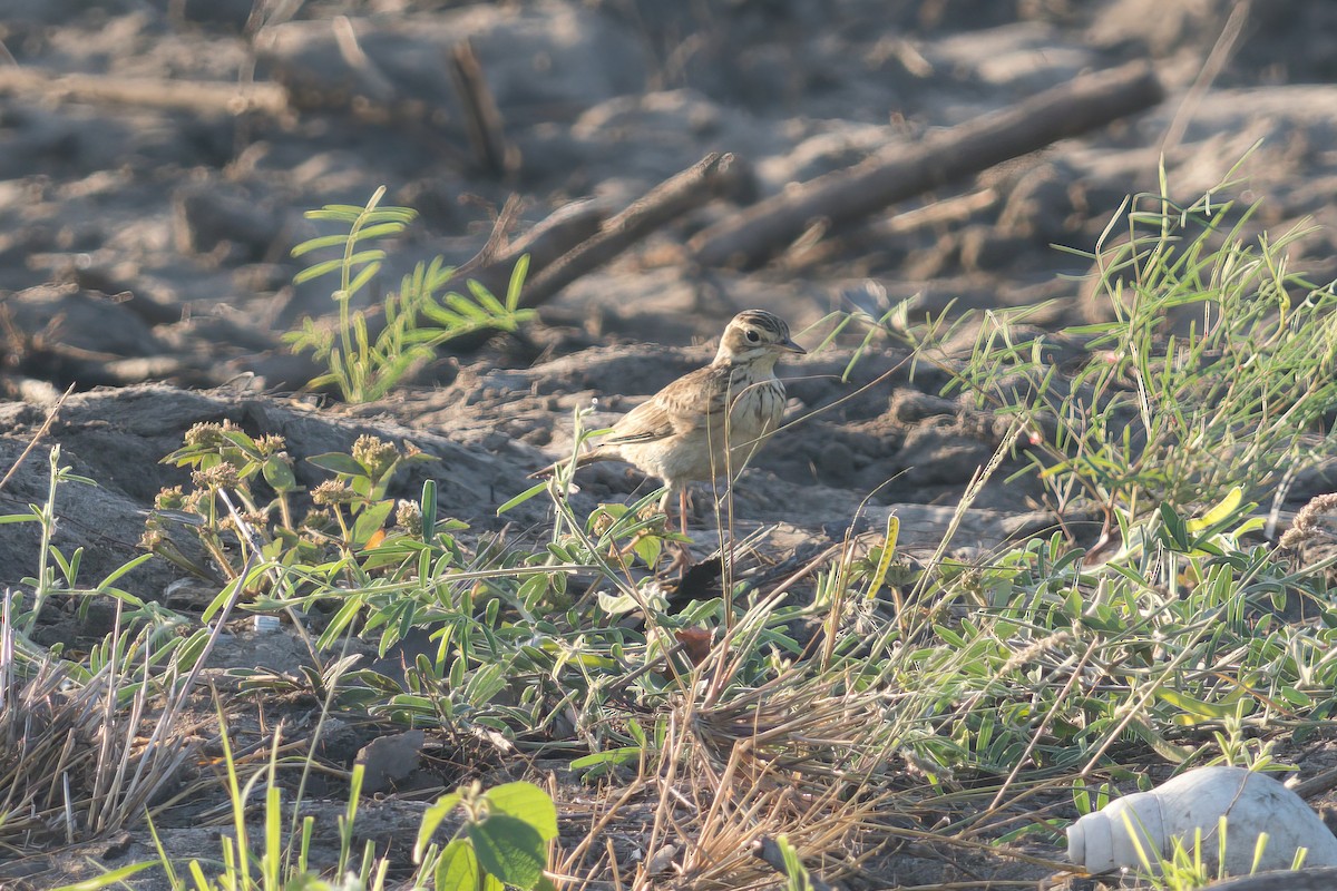 African Pipit - ML619499957
