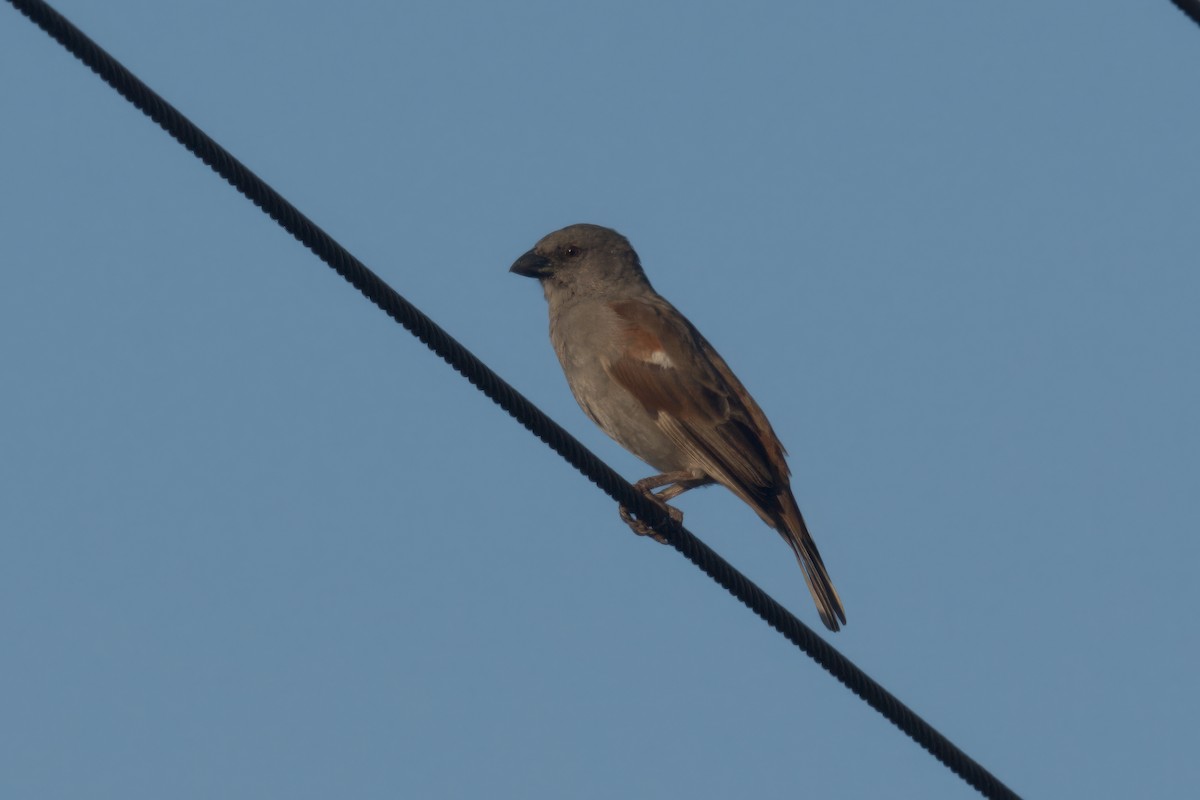 Parrot-billed Sparrow - ML619499978