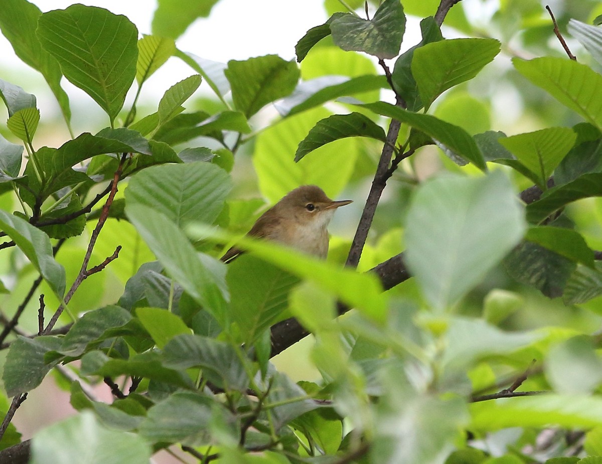 Common Reed Warbler - ML619499996
