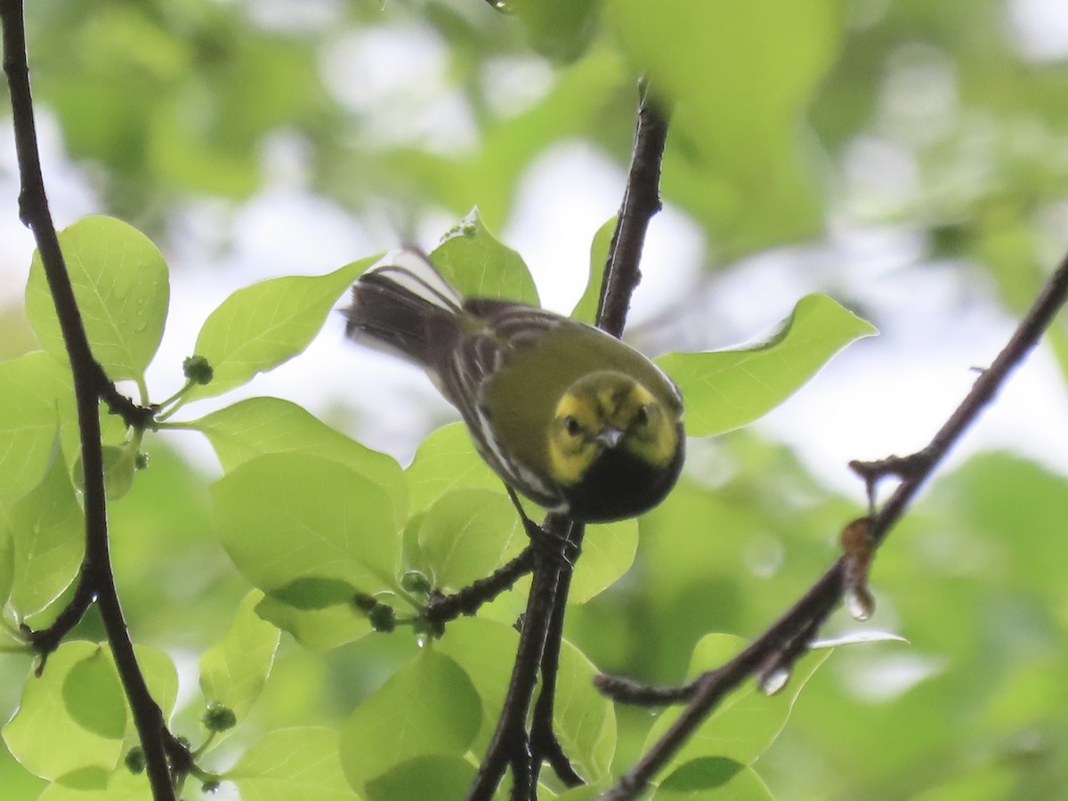 Black-throated Green Warbler - ML619500053