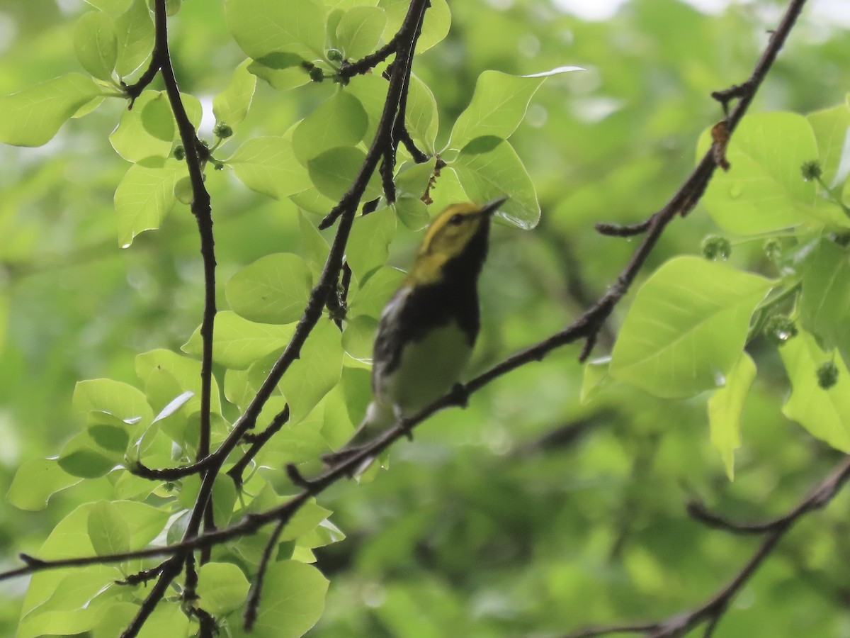 Black-throated Green Warbler - ML619500054