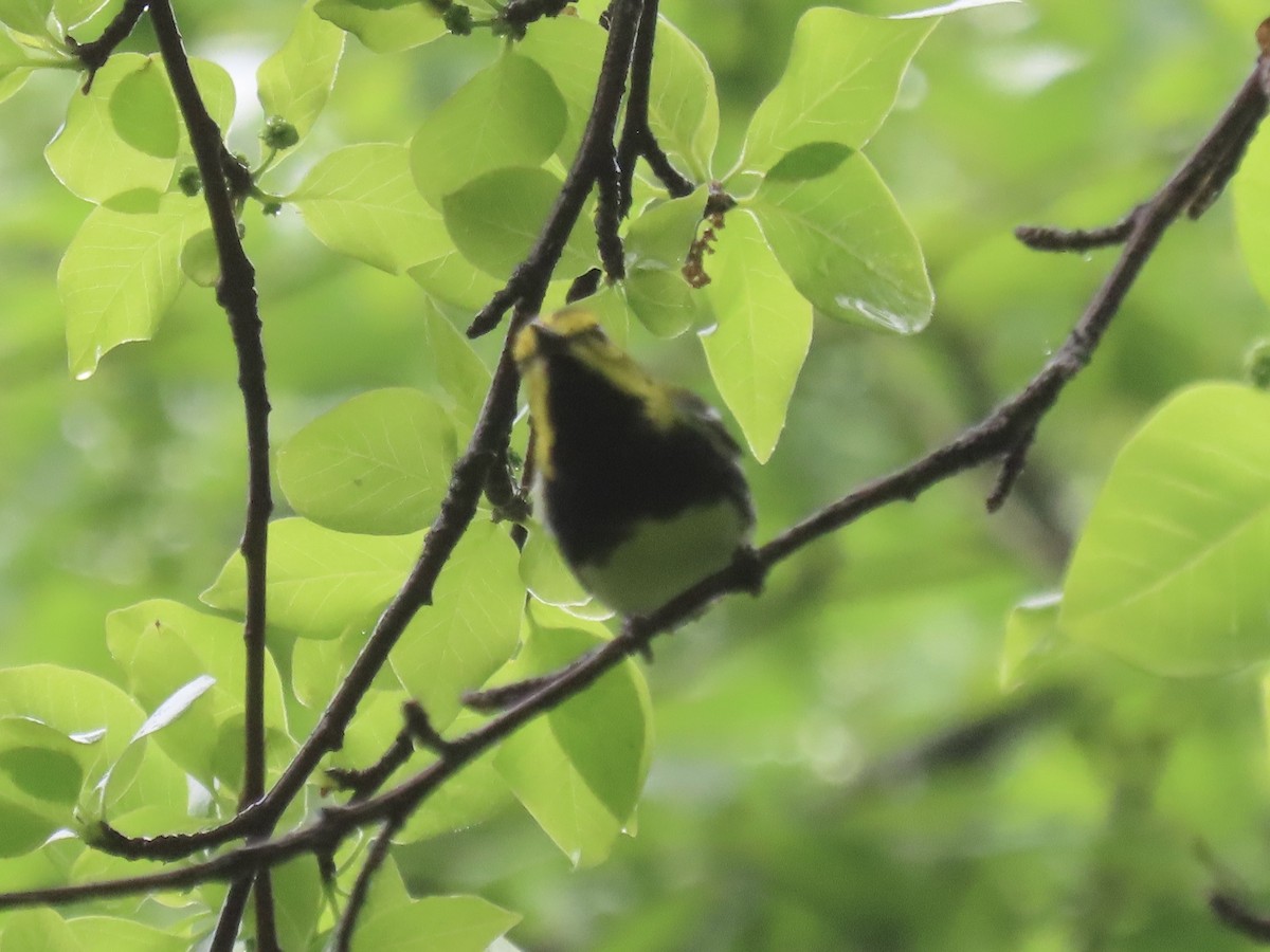 Black-throated Green Warbler - ML619500058