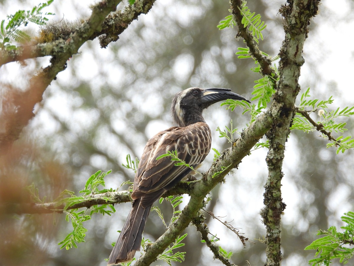 African Gray Hornbill - ML619500108