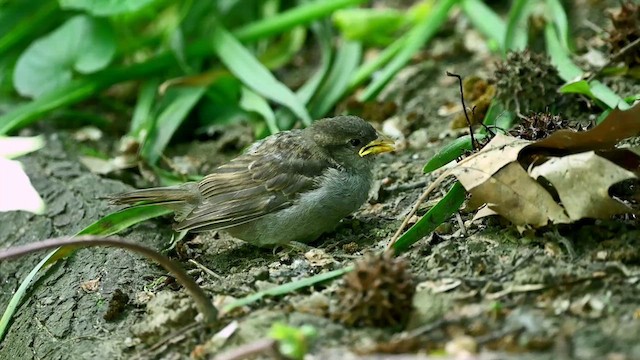 House Sparrow - ML619500113