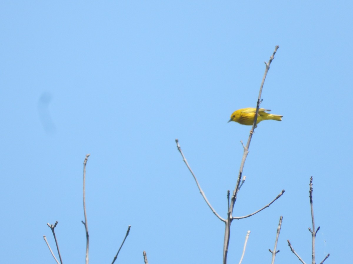 Yellow Warbler (Northern) - ML619500137