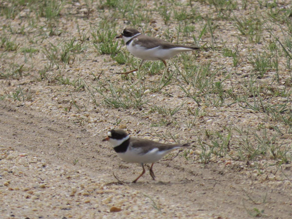 Semipalmated Plover - ML619500158