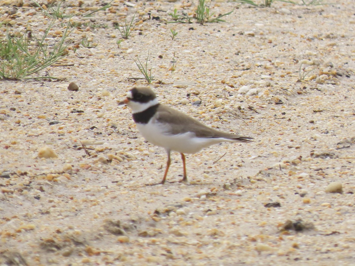 Semipalmated Plover - ML619500159