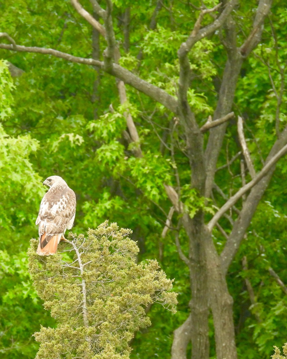 Red-tailed Hawk - ML619500165