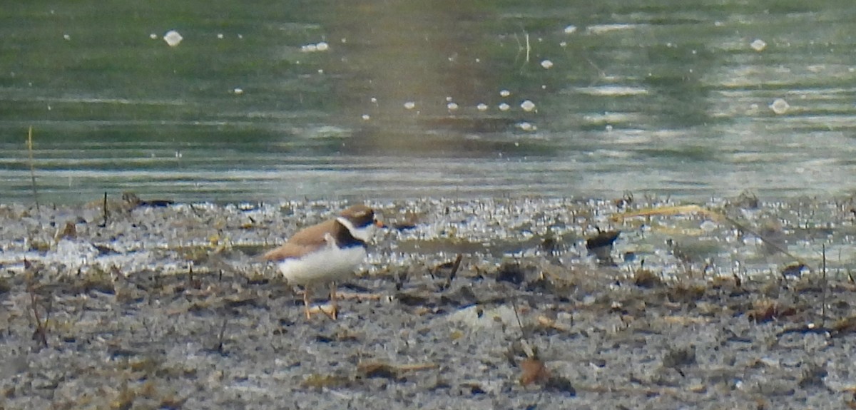Semipalmated Plover - ML619500177