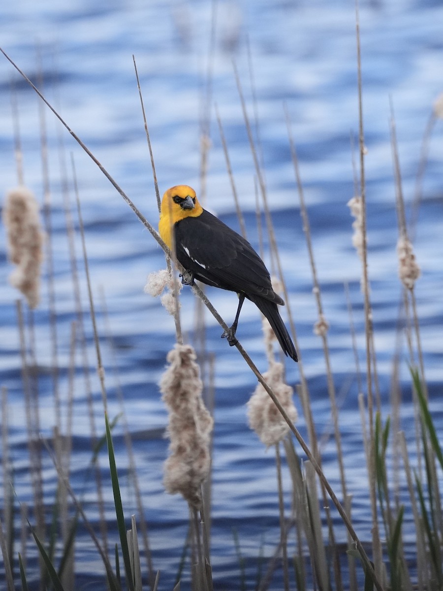 Yellow-headed Blackbird - ML619500215