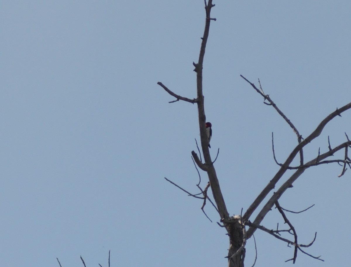 Red-headed Woodpecker - ML619500217