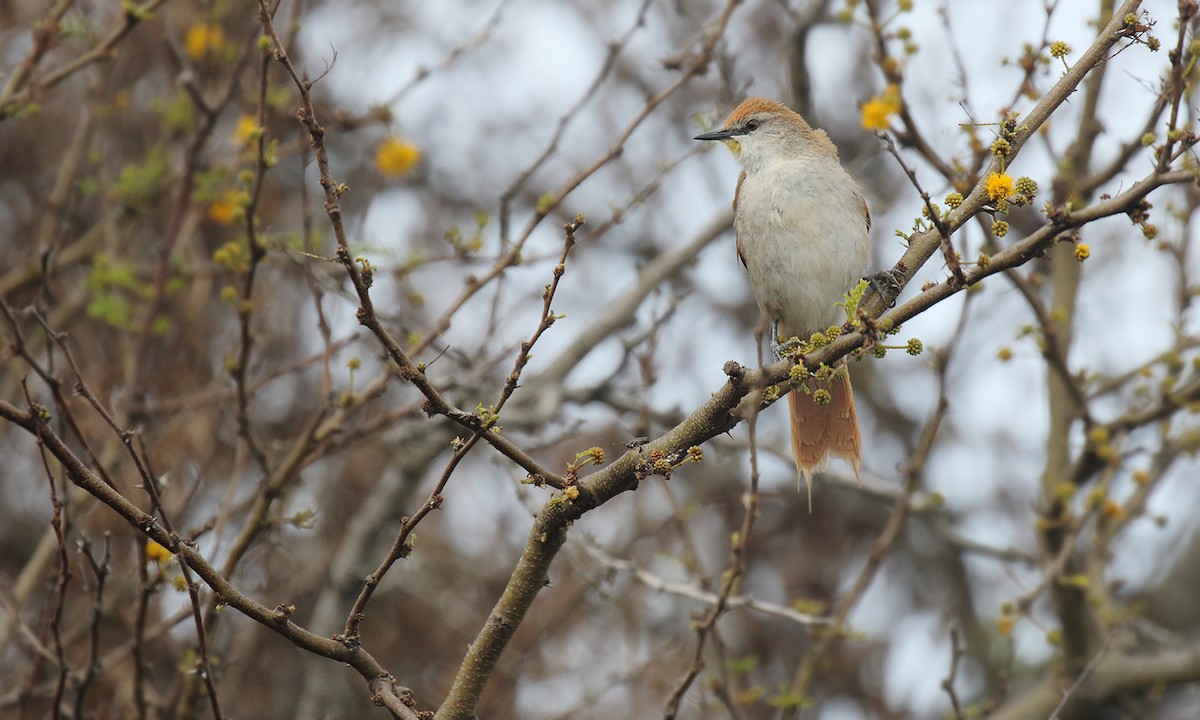 Yellow-chinned Spinetail - ML619500237