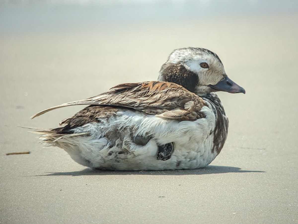 Long-tailed Duck - ML619500244
