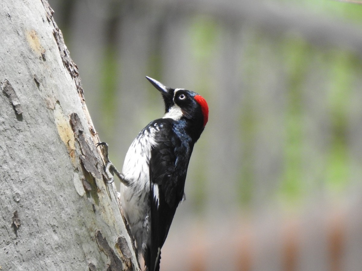 Acorn Woodpecker - ML619500245