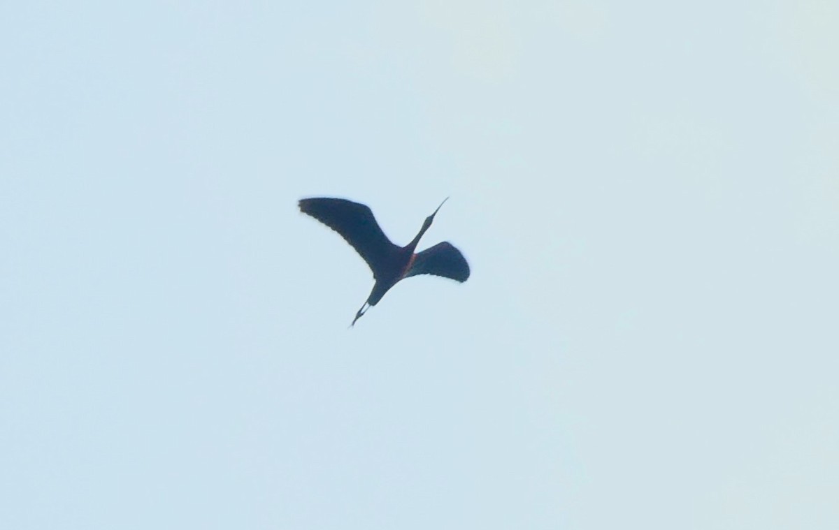 ibis hnědý - ML619500290