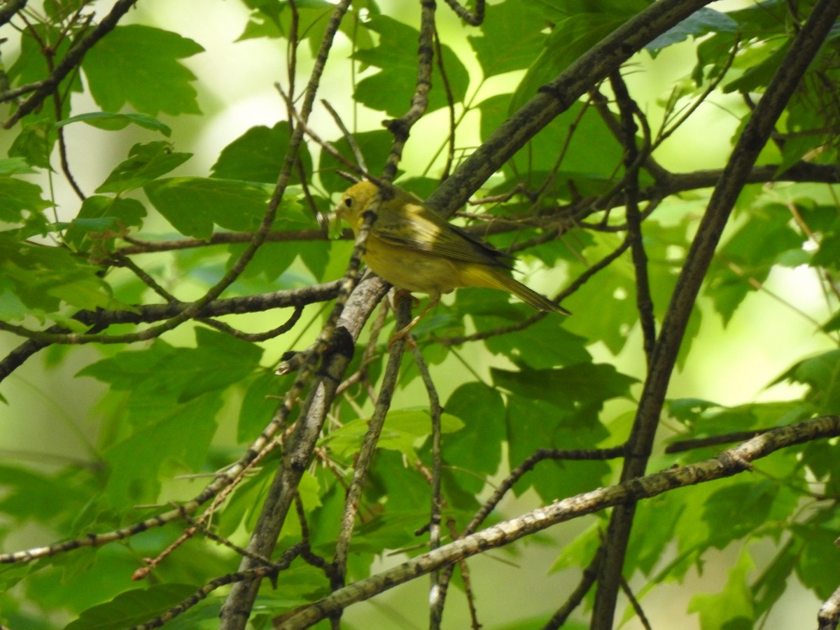 Yellow Warbler - ML619500302