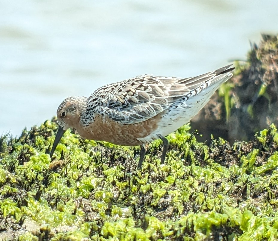 Red Knot - ML619500308