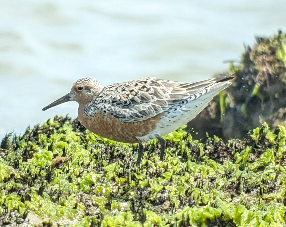 Red Knot - ML619500311