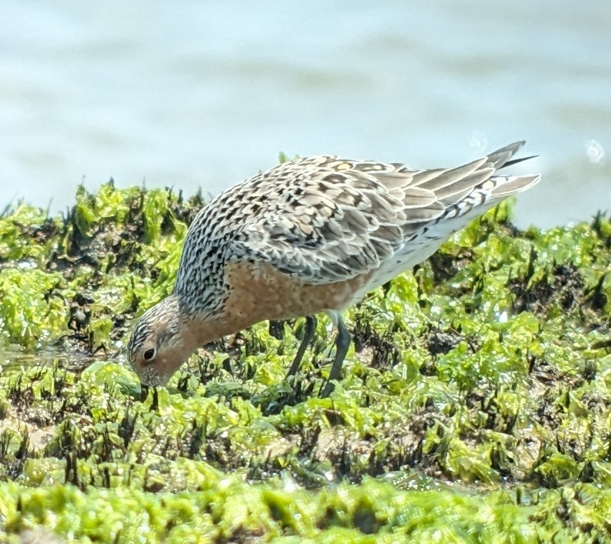 Red Knot - ML619500312