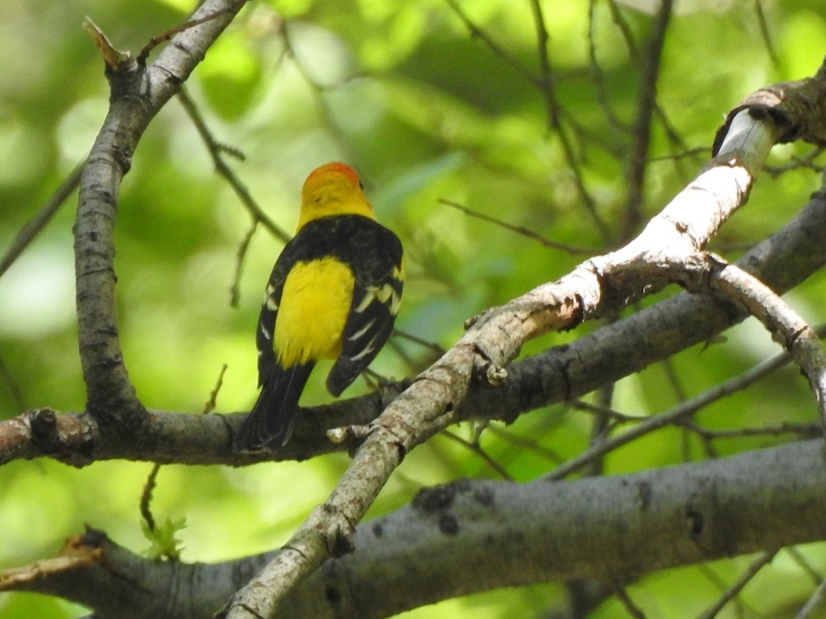Western Tanager - ML619500314