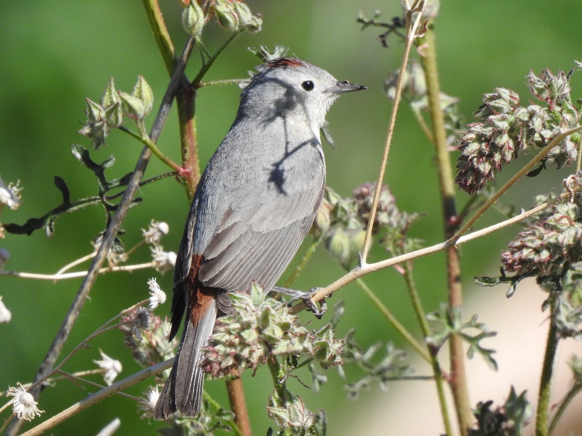 Lucy's Warbler - ML619500337