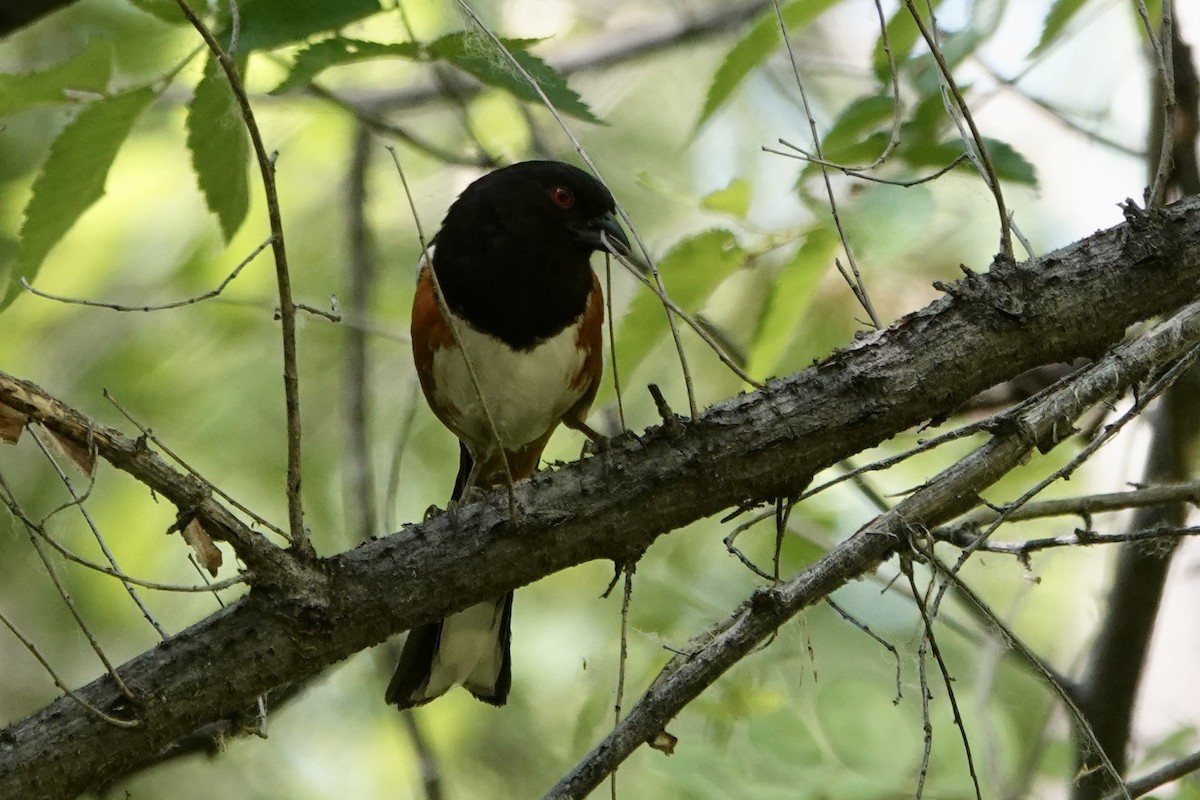 Spotted Towhee - ML619500339