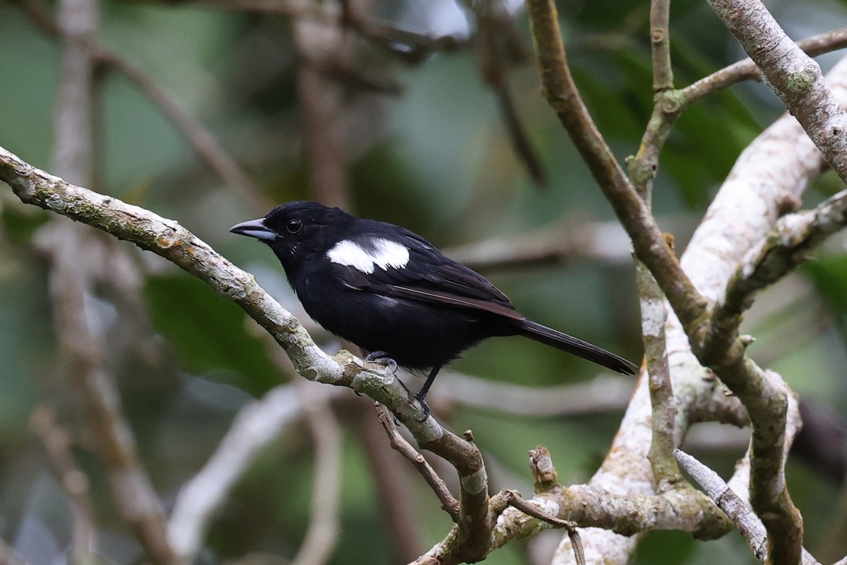 White-shouldered Tanager - ML619500348