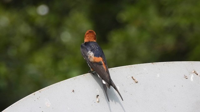 Lesser Striped Swallow - ML619500352