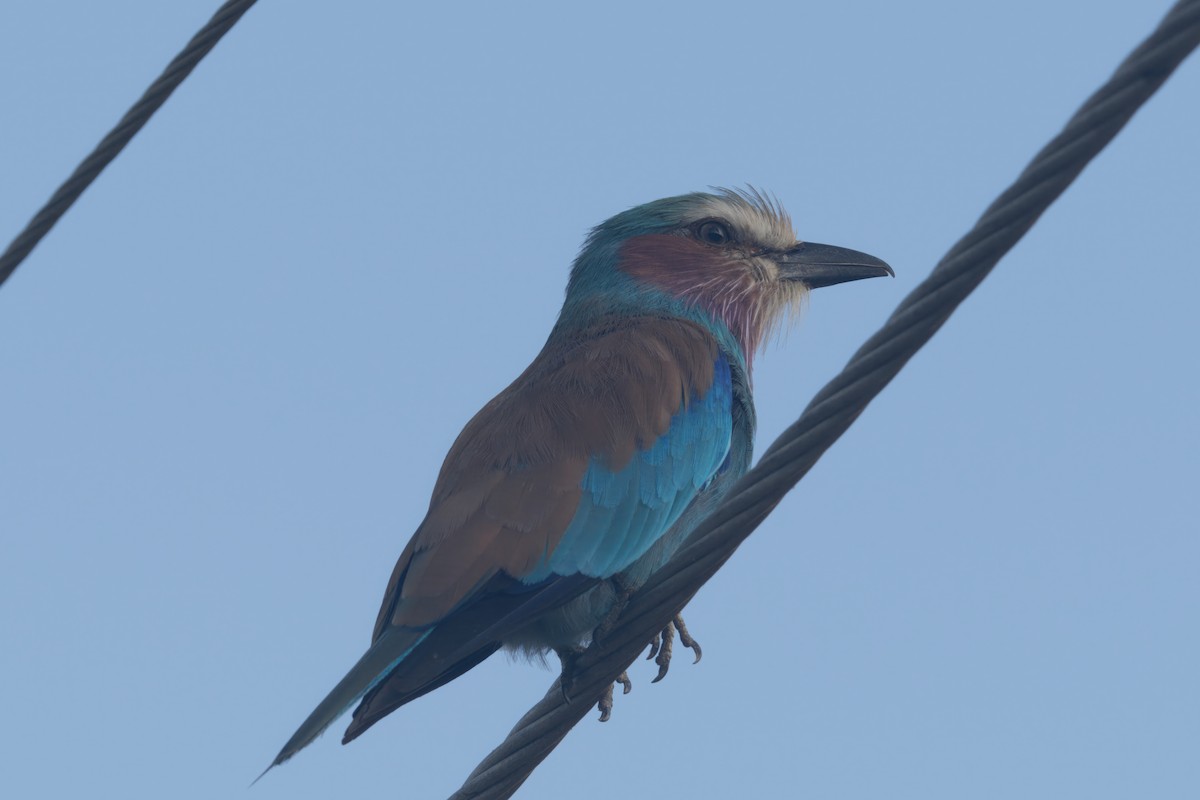 Lilac-breasted Roller - ML619500356
