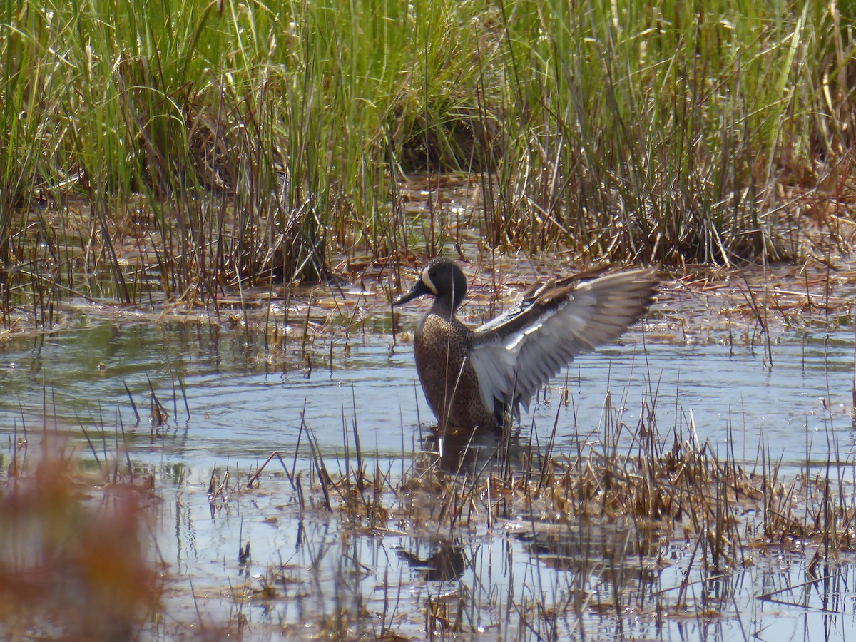Blue-winged Teal - ML619500360