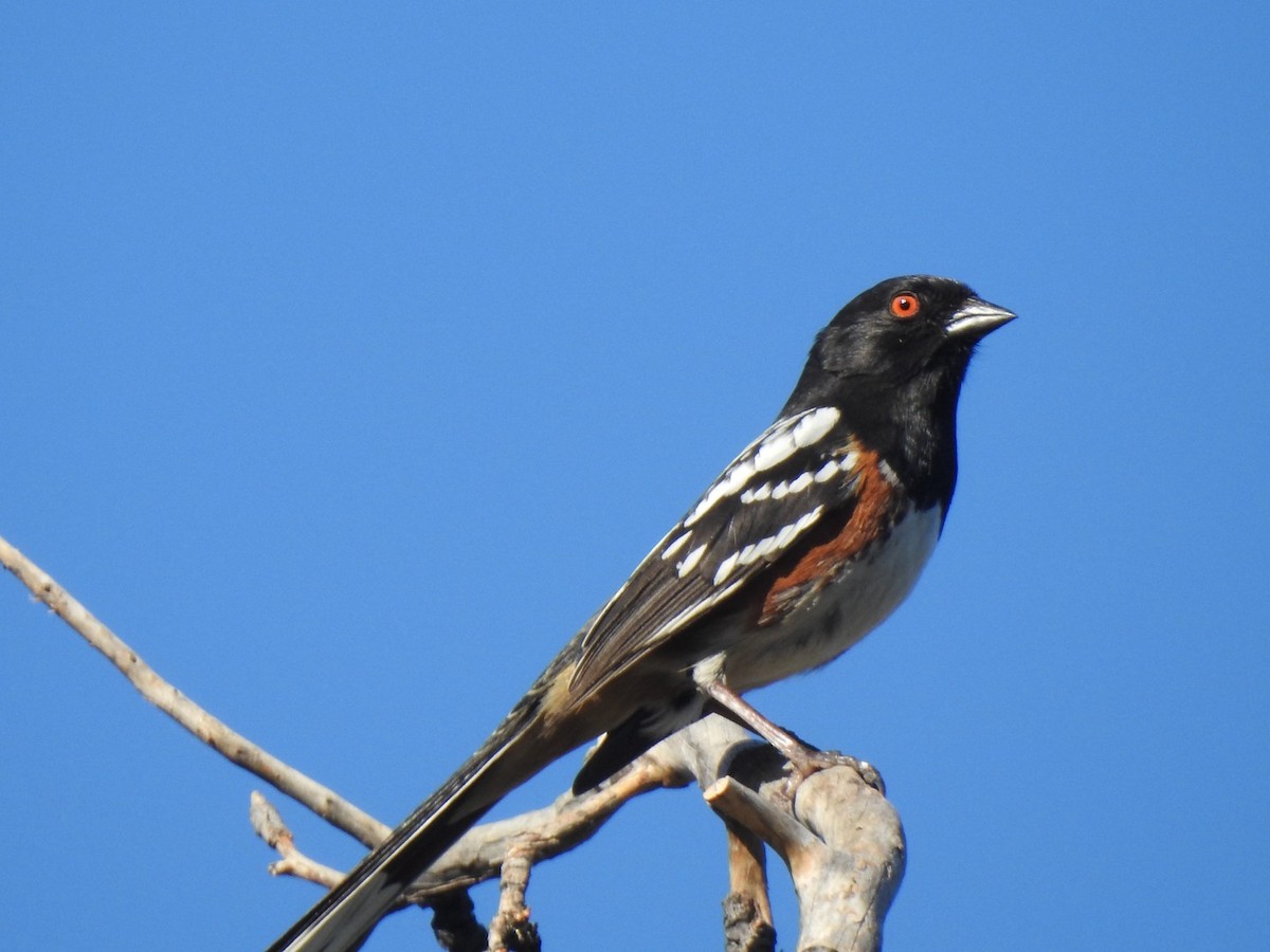 Spotted Towhee - ML619500370