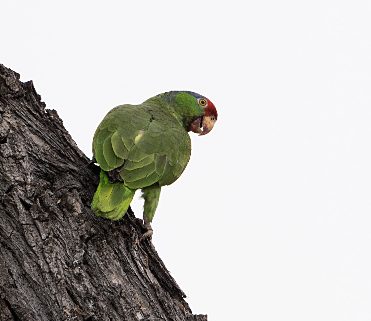 Red-crowned Parrot - ML619500380