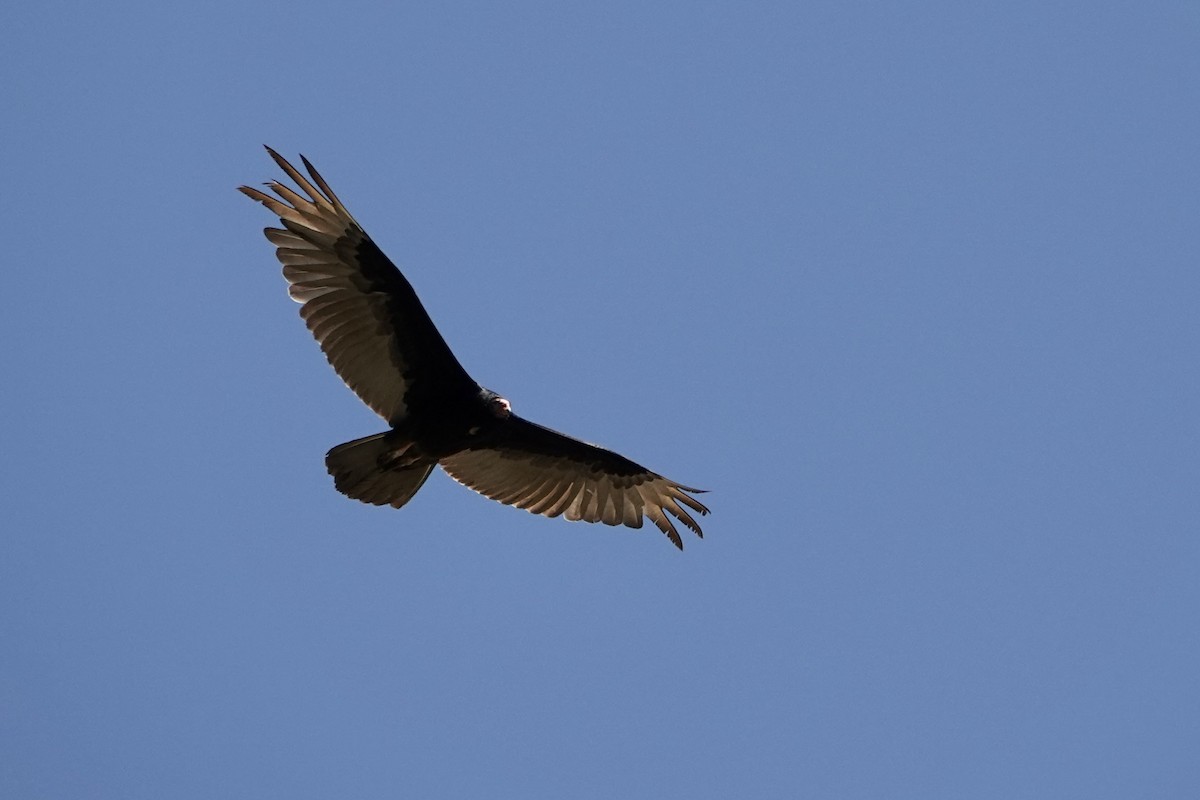 Turkey Vulture - ML619500394