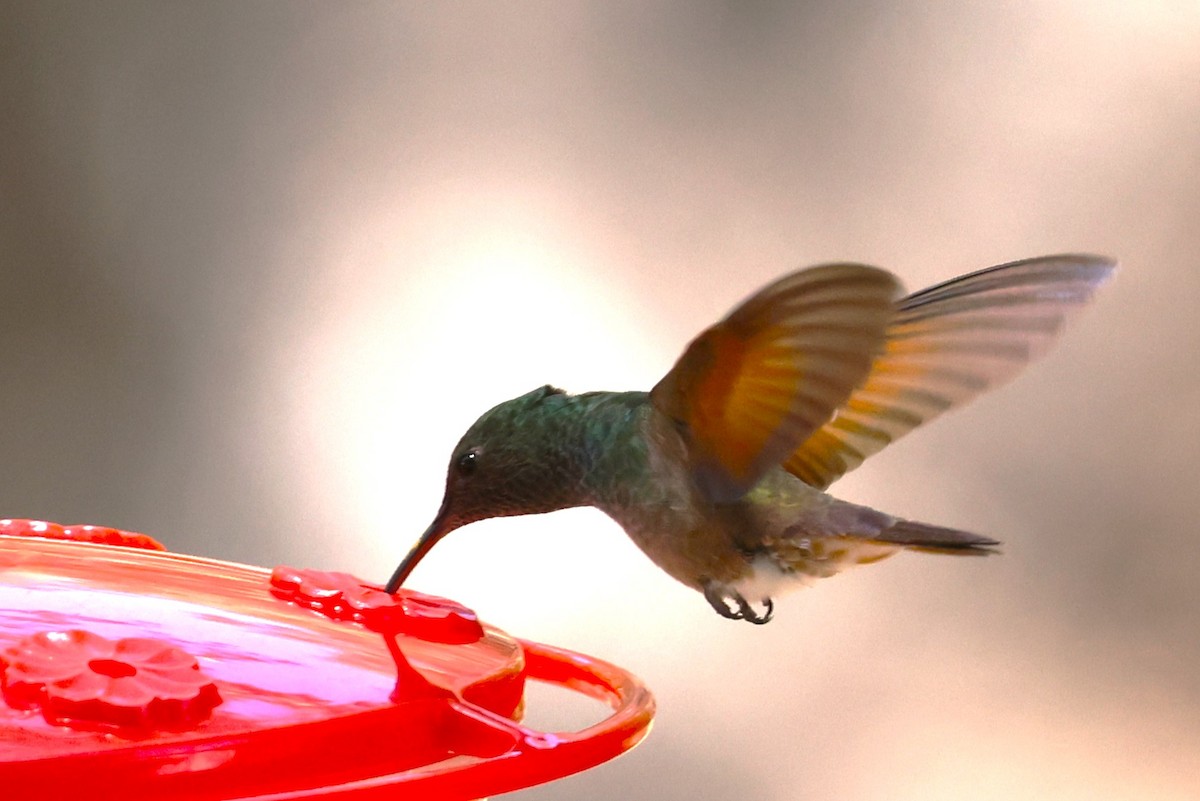 kolibřík mexický - ML619500401