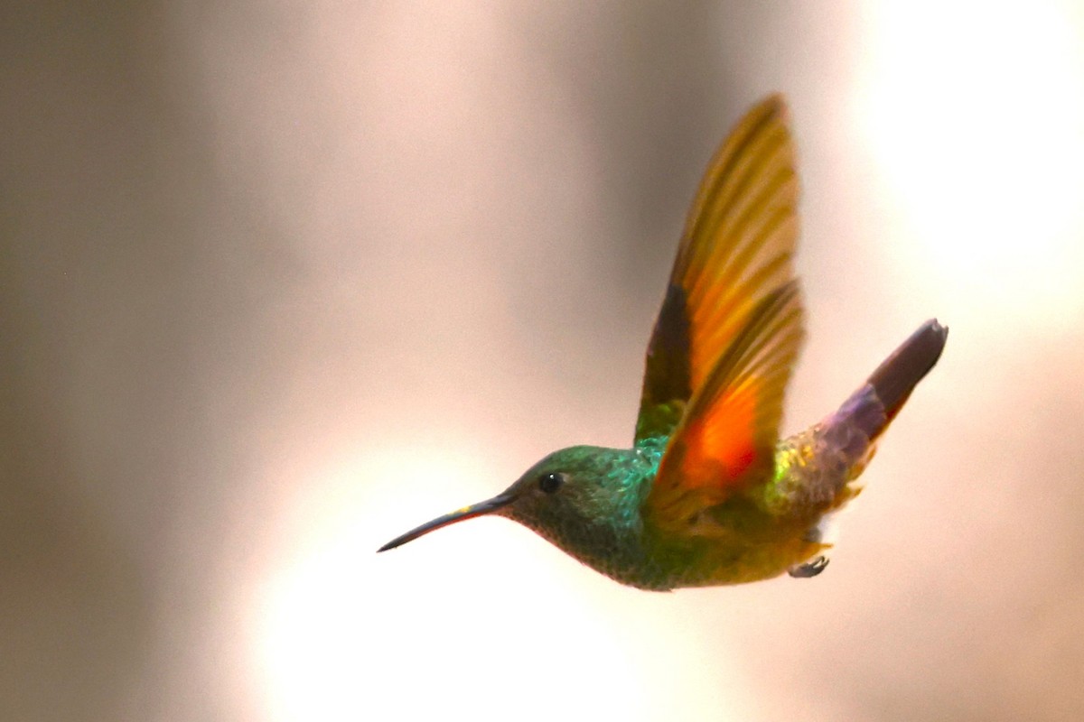 kolibřík mexický - ML619500402