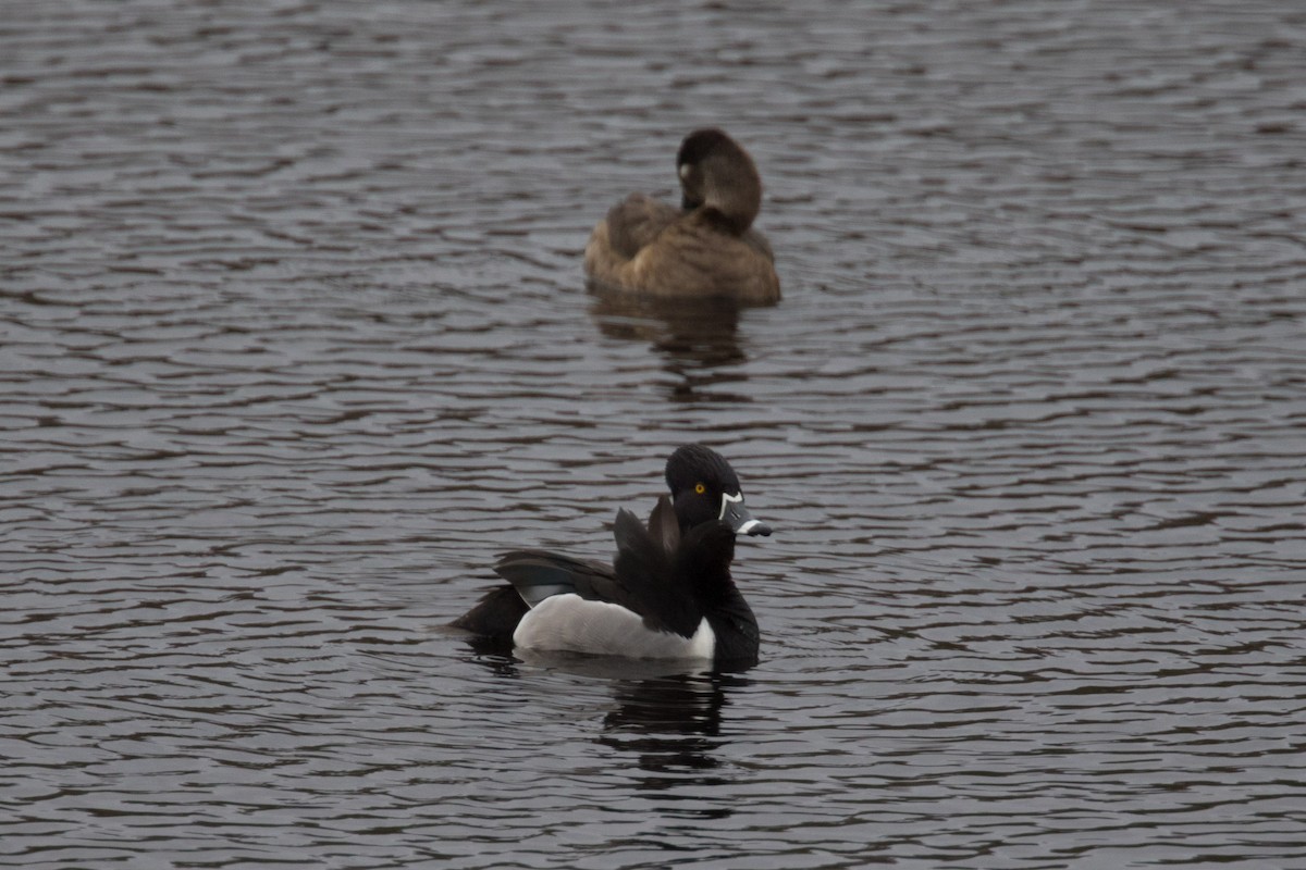 Ring-necked Duck - ML619500456