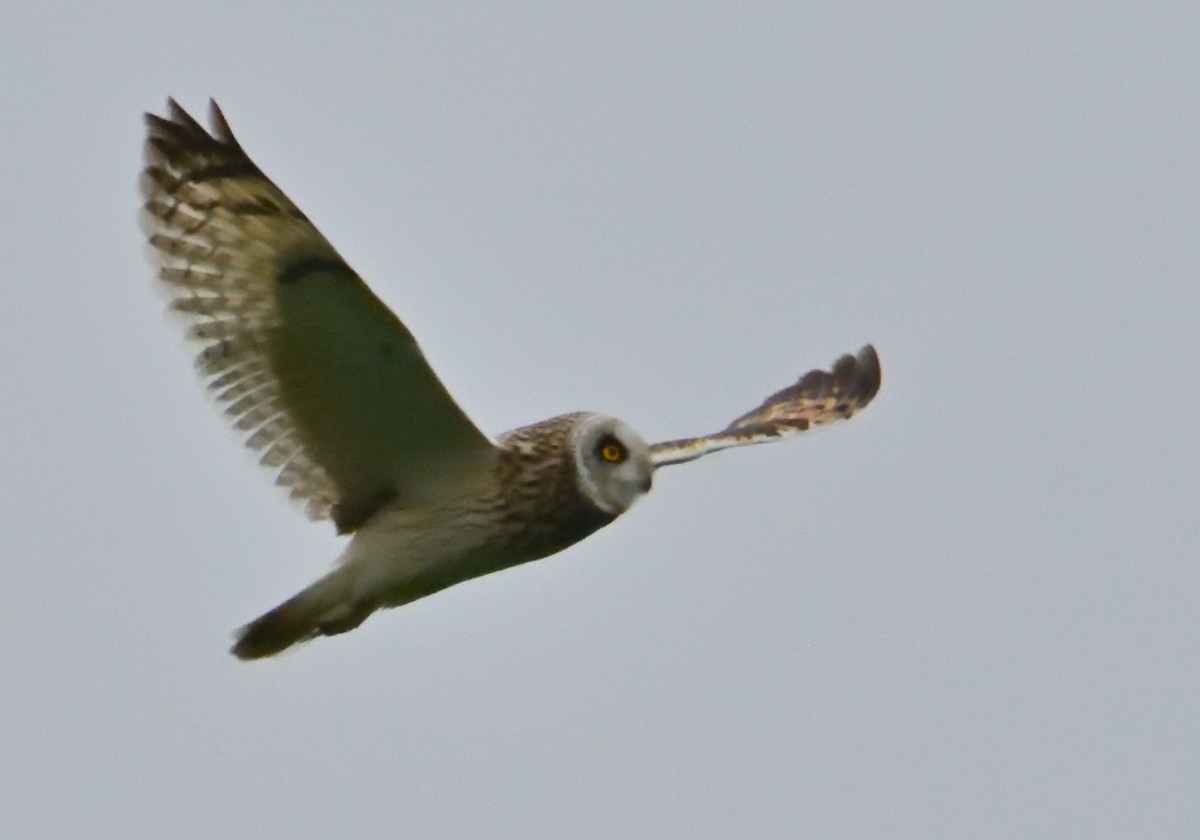 Short-eared Owl - ML619500457