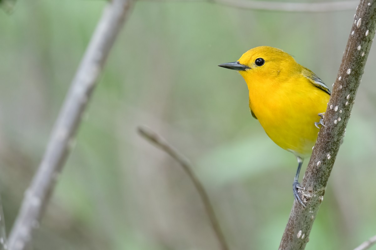 Prothonotary Warbler - ML619500472