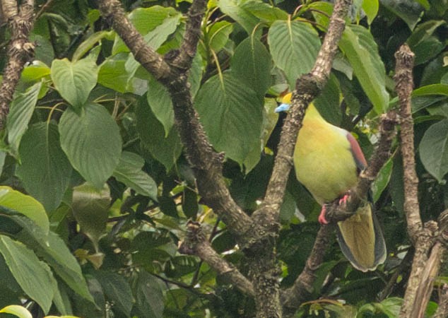 Wedge-tailed Green-Pigeon - ML619500492