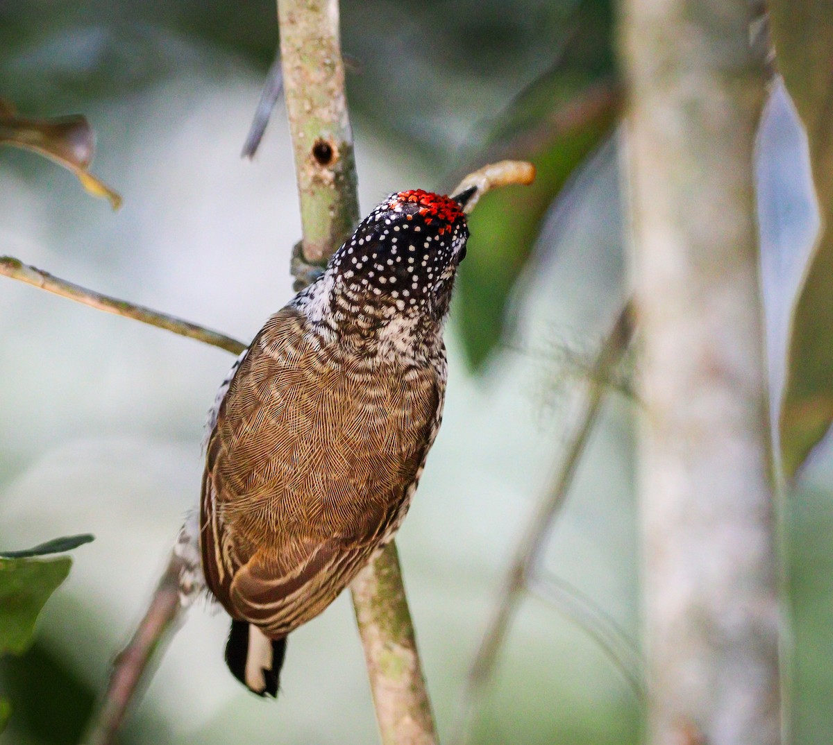 White-barred Piculet - ML619500504