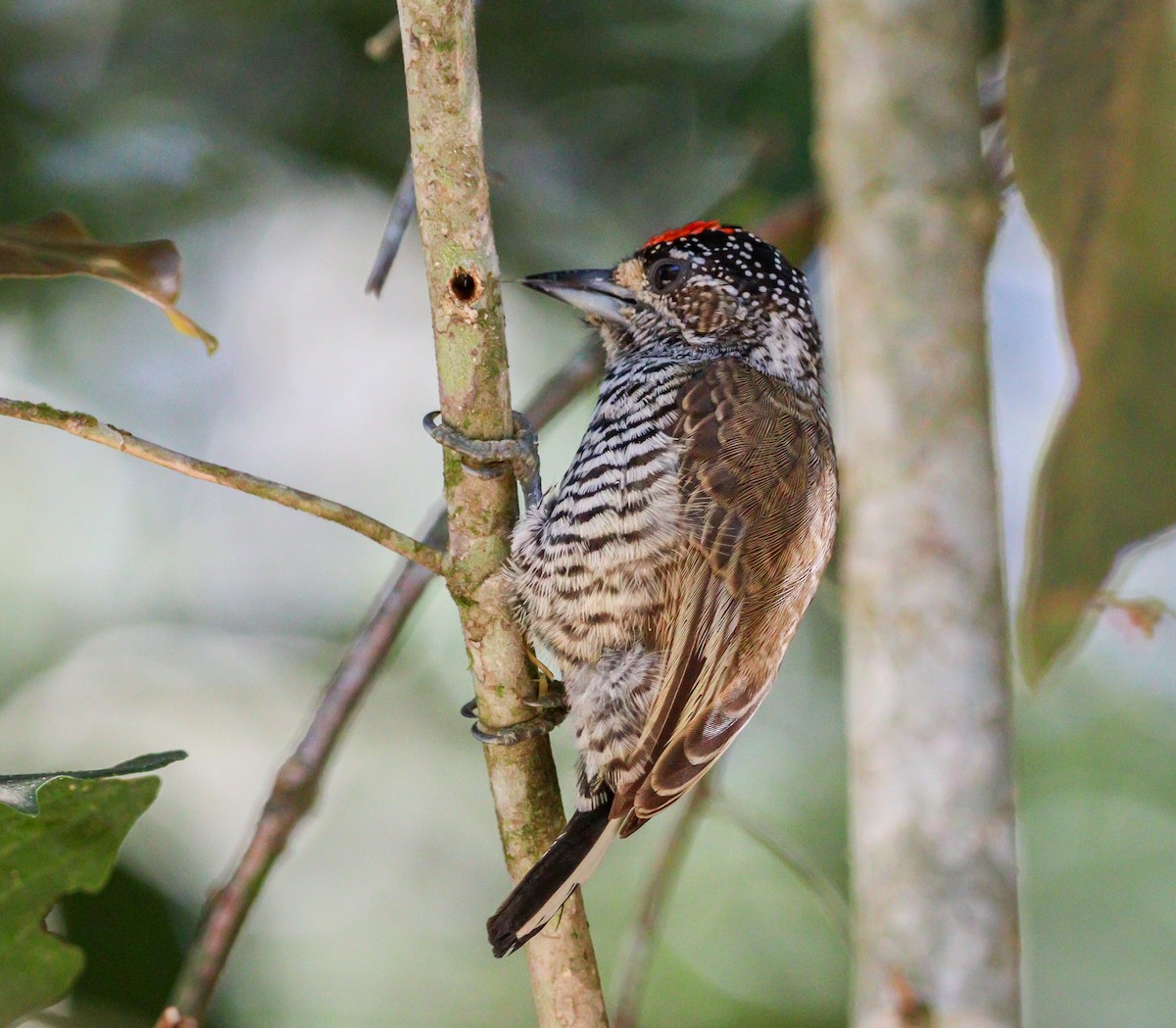 White-barred Piculet - ML619500505