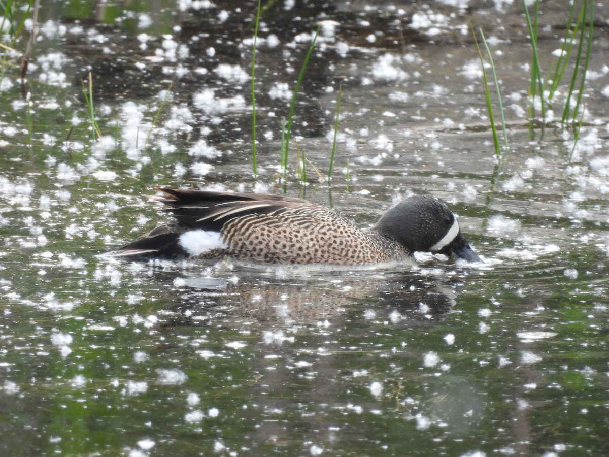 Blue-winged Teal - ML619500508