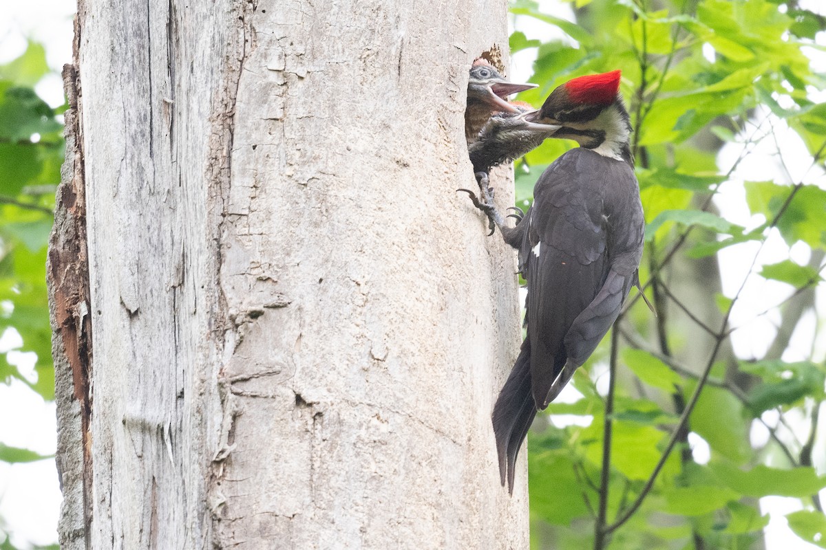 Pileated Woodpecker - ML619500525