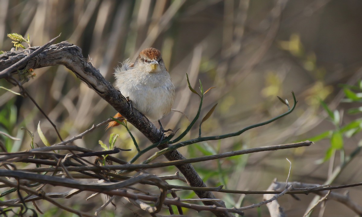 Yellow-chinned Spinetail - ML619500549