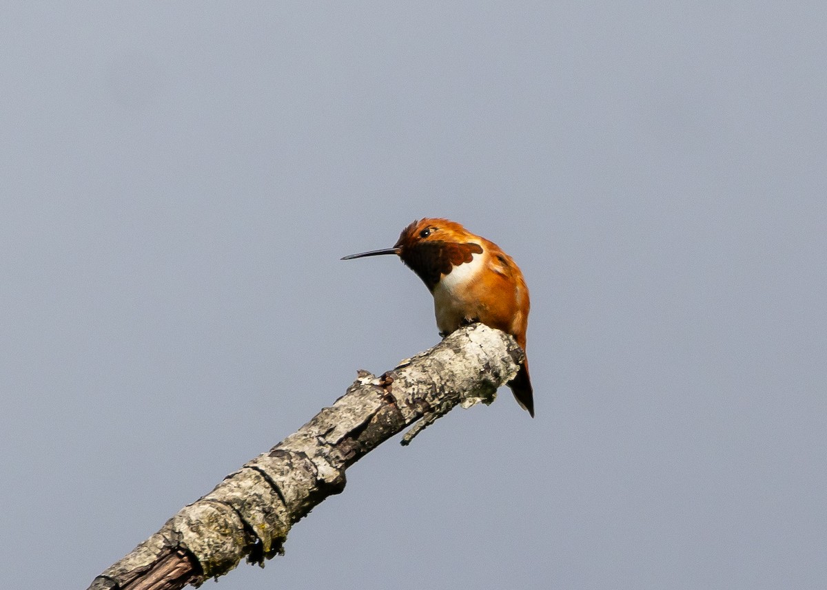 Rufous Hummingbird - ML619500556