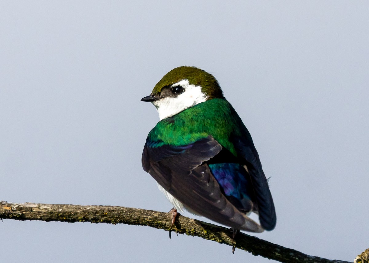 Violet-green Swallow - ML619500562