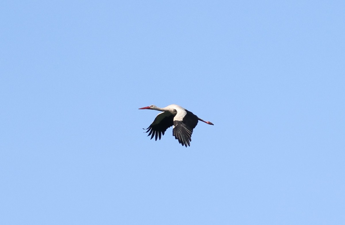 White Stork - ML619500617