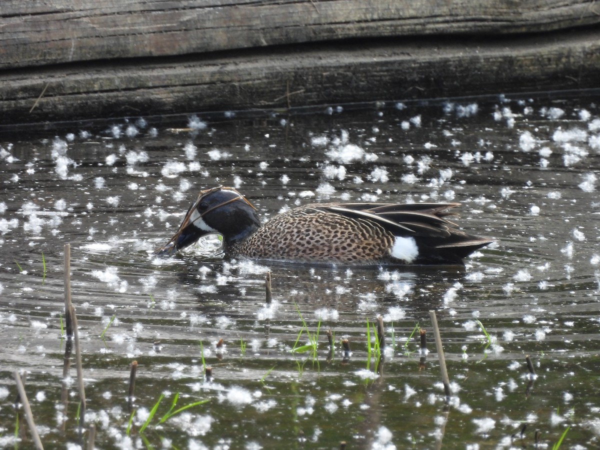 Blue-winged Teal - ML619500625